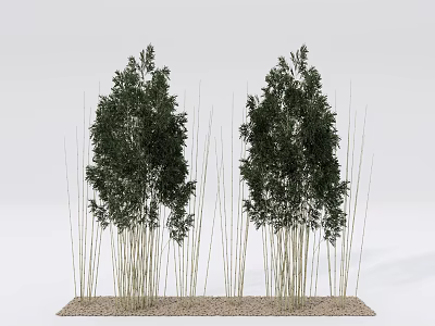 Bamboo Clusters with Slender Stems and Green Foliage on Gravel Base 3d model
