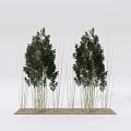 Bamboo Clusters with Slender Stems and Green Foliage on Gravel Base