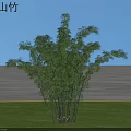 Black Mountain Bamboo With Lush Leaves Growing On Green Grassland Under Blue Sky