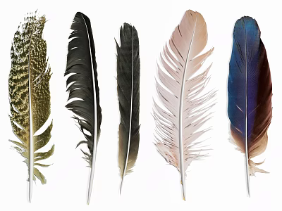 Decorative Ornament Set Featuring Assorted Colorful Feathers For Home Decor 3d model