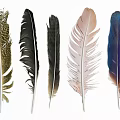 Decorative Ornament Set Featuring Assorted Colorful Feathers For Home Decor