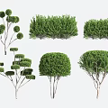 Ornamental plant modeling tree gardening shrub 3d model