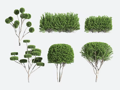 Various Shaped Pruned Garden Shrubs With Lush Green Foliage 3d model