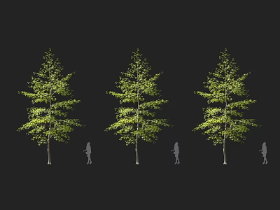 Three Tall Trees with Green Foliage and Human Silhouettes on Black Background 3d model