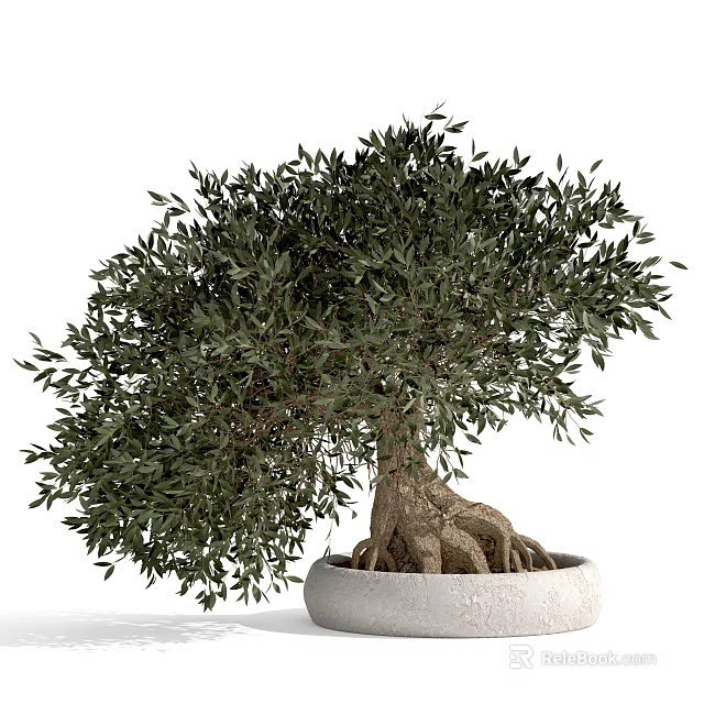 Olive Tree Bonsai Potted Plant With Lush Green Leaves And Exposed Roots In White Pot 3d model 