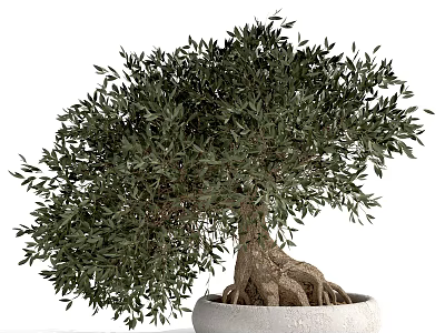 Olive Tree Bonsai Potted Plant With Lush Green Leaves And Exposed Roots In White Pot 3d model