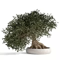 Olive Tree Bonsai Potted Plant With Lush Green Leaves And Exposed Roots In White Pot