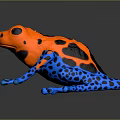 Vibrant Colorful Frog Displaying Orange Body Black Spots And Blue Legs