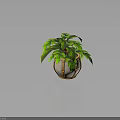Lush Green Leaf Plant with Brown Straps and Orange Accents in Stone Pot