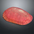 modern turtle shell chicken turtle chicken turtle shell turtle shell 3d model