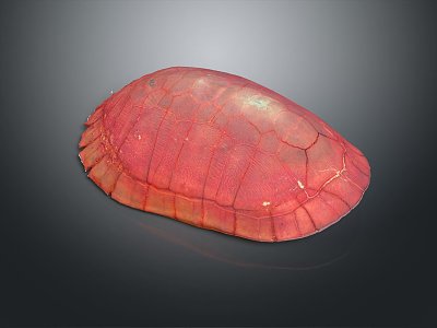 modern turtle shell chicken turtle chicken turtle shell turtle shell 3d model