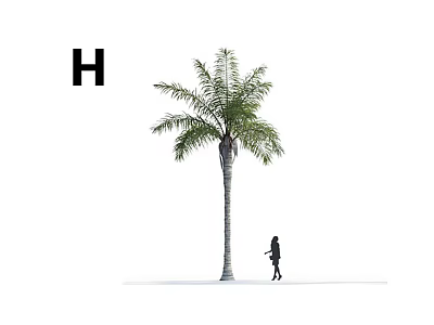 Tall Palm Tree with Human Figure and Letter H in White Background 3d model