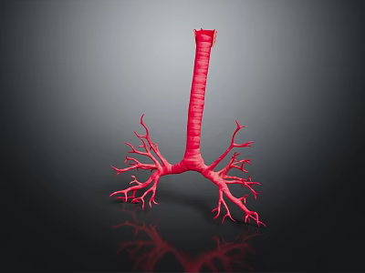 Human Cerebral Blood Vessels 3D Anatomical Model Showing Red Network Structure 3d model