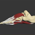 Detailed Foot Anatomical Model With Skeletal Structure And Muscle Tissue For Medical Education