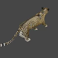 Graceful Spotted Leopard Walking In Sunlit Natural Habitat With Distinctive Fur