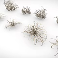 Assorted Small Air Plants With Slender Leaves And Diverse Forms For Indoor Decor
