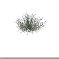 Isolated Green Shrub With Sparse Branches Small Leaves And Detailed 3D Rendering 3d model