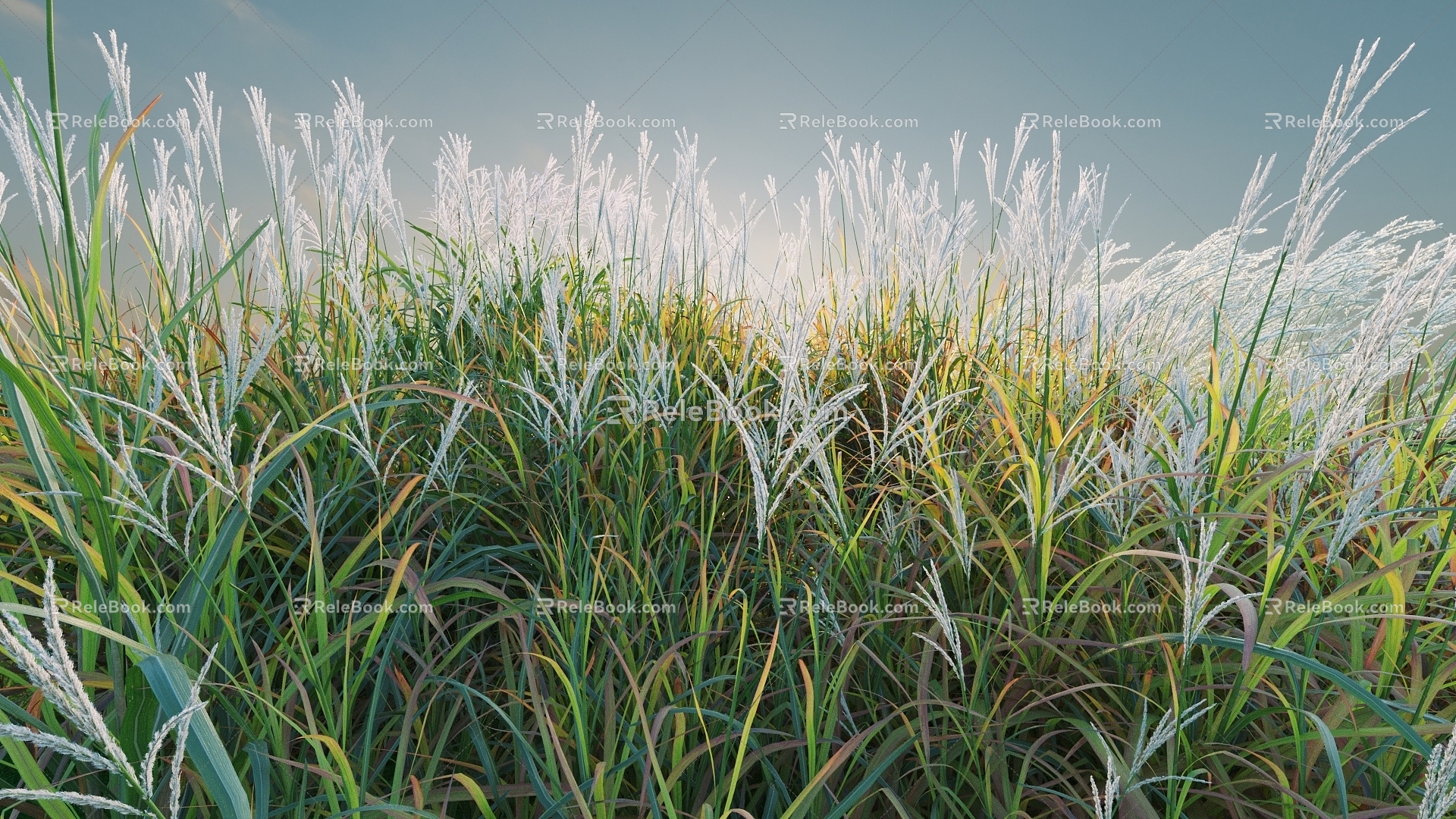 Flowers and Plants Combination Landscape Shrubs Shrubs Plant Combination Natural Landscape Phragmites australis 3d model