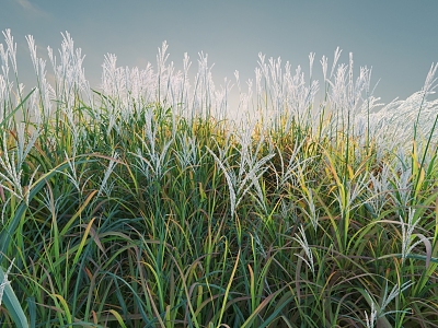 Flowers and Plants Combination Landscape Shrubs Plant Combination Natural Landscape Phragmites australis 3d model