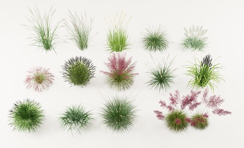 Flowers and plants Thatch Reed Sage Pennisetum 3d model