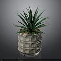 Indoor Green Plant With Long Leaves In Gray Pot With Circular Pattern