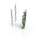 Green Vines With Small Leaves And Large Fern Leaves On White Background