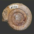 Chi chrysanthemum stone ancient fossil stone chrysanthemum fossil items 3d model