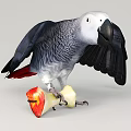 Blue Gray Parrot with Spread Wings Holding a Red and Yellow Apple