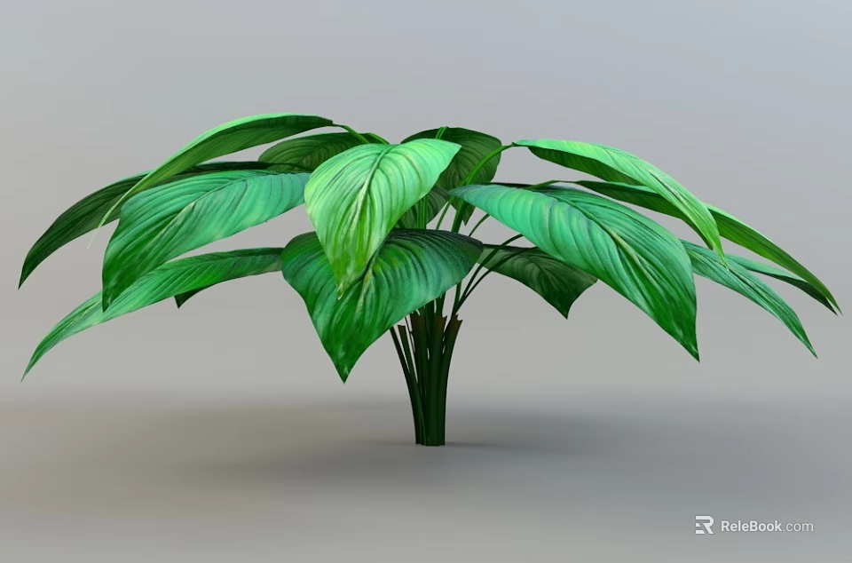 Lush Indoor Green Plant With Large Vibrant Leaves And Healthy Foliage 3d model 