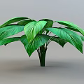 Lush Indoor Green Plant With Large Vibrant Leaves And Healthy Foliage