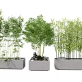 Decorative Bamboo Plants in Gray Rectangular Planters with Lush Foliage Various Heights and Growth Patterns 3d model