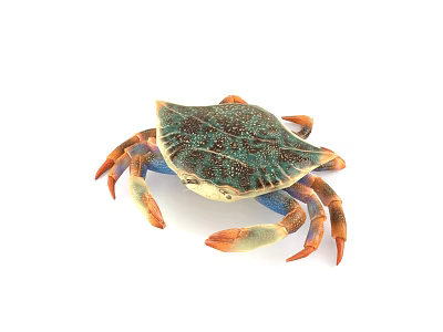 Colorful Aquatic Crab With Blue Green Shell And Orange Colored Claws 3d model