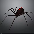 Dark Brown Spider With Red Markings On Abdomen And Long Legs