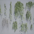Green Hanging Vines With Lush Leaves And Various Decorative Design Styles