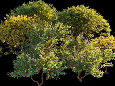 Varied Arbor Trees With Diverse Green And Yellow Foliage And Blooming Branches 3d model