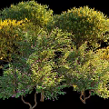 Varied Arbor Trees With Diverse Green And Yellow Foliage And Blooming Branches