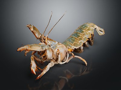 Modern Pippi Shrimp Climbing Shrimp Prawn Lobster model