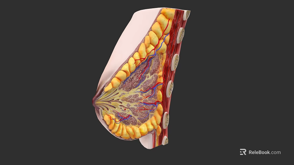 Chest Organs Anatomical Structure Showing Muscles Blood Vessels And Tissue Layers 3d model 