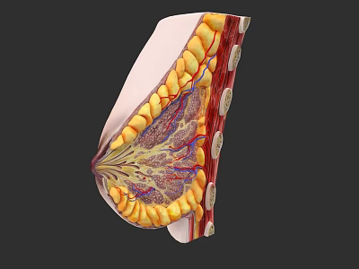 Chest Organs Anatomical Structure Showing Muscles Blood Vessels And Tissue Layers 3d model