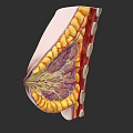 Chest Organs Anatomical Structure Showing Muscles Blood Vessels And Tissue Layers