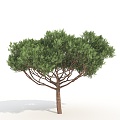 plants green trees big trees landscape trees 3d model