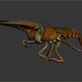 Vibrant Orange Lobster With Detailed Claws And Colorful Shell Aquatic Animal
