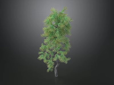 Lush Green Tree With Slender Trunk And Dense Foliage Against Dark Background 3d model