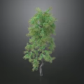 Lush Green Tree With Slender Trunk And Dense Foliage Against Dark Background