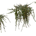 Lush Hanging Vines With Green Leaves And Trailing Branches For Natural Decoration