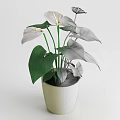 Decorative Potted Plant With White Flowers And Green Leaves In Light Colored Pot