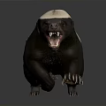Honey Badger With Black And White Fur Open Mouth Sharp Teeth And Claws