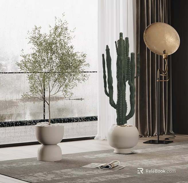 Indoor Bonsai Olive Tree and Cactus Plants in Modern White Pots by Window 3d model 