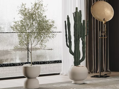 Indoor Bonsai Olive Tree and Cactus Plants in Modern White Pots by Window 3d model