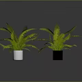 Lush Green Ferns In White And Black Pots For Indoor Decor